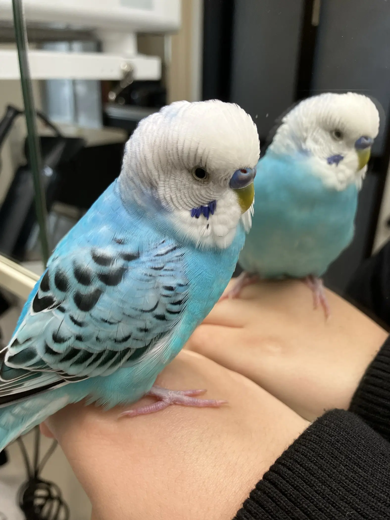 迷子ペットの写真