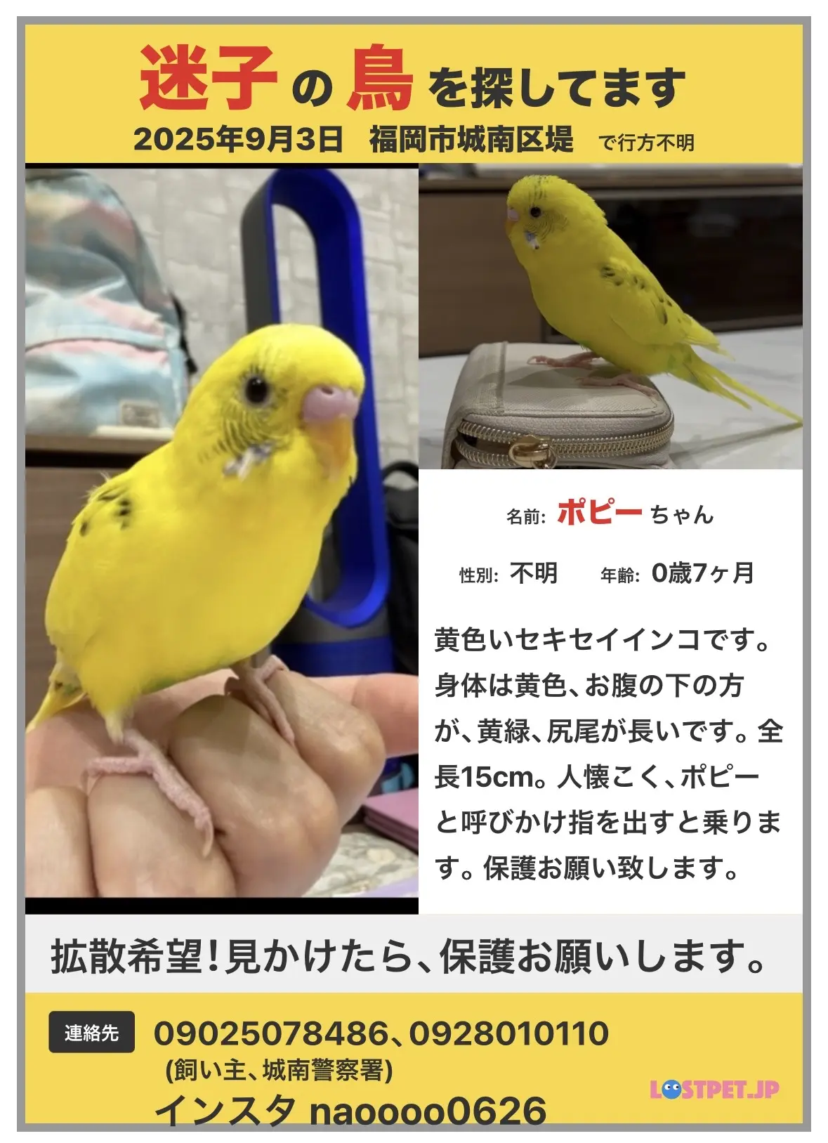 迷子ペットの写真