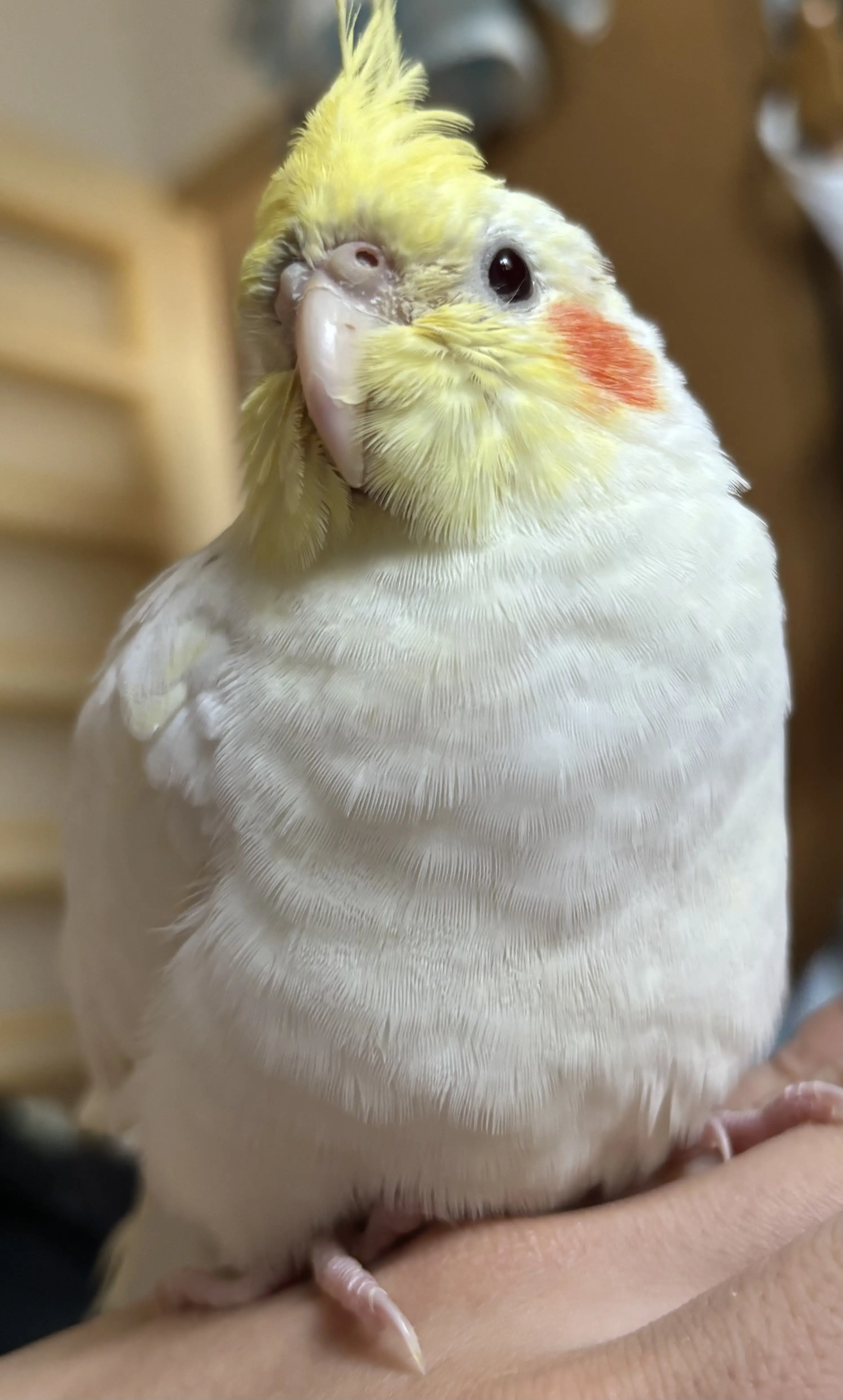 迷子ペットの写真