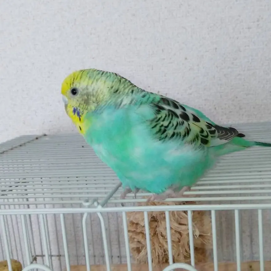 迷子ペットの写真