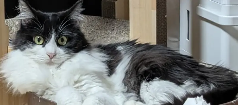 迷子ペットの写真