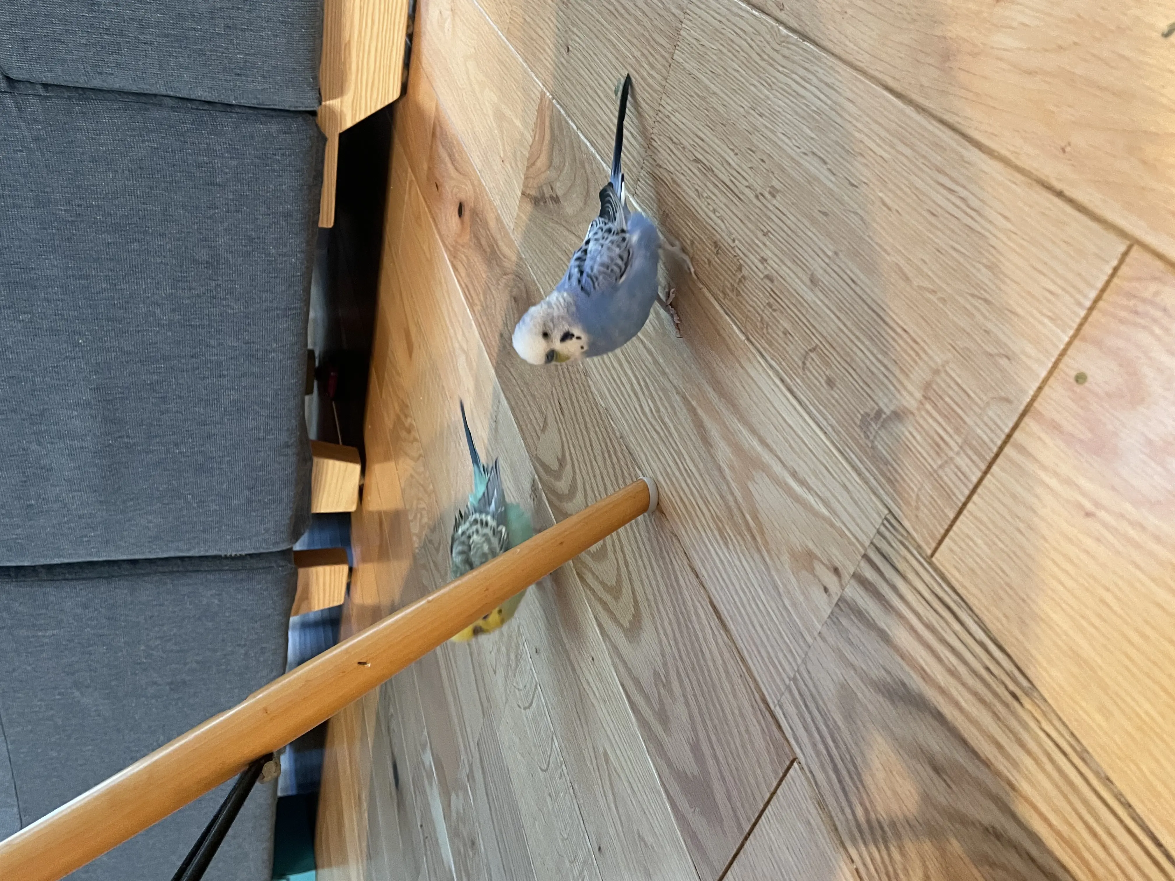 迷子ペットの写真