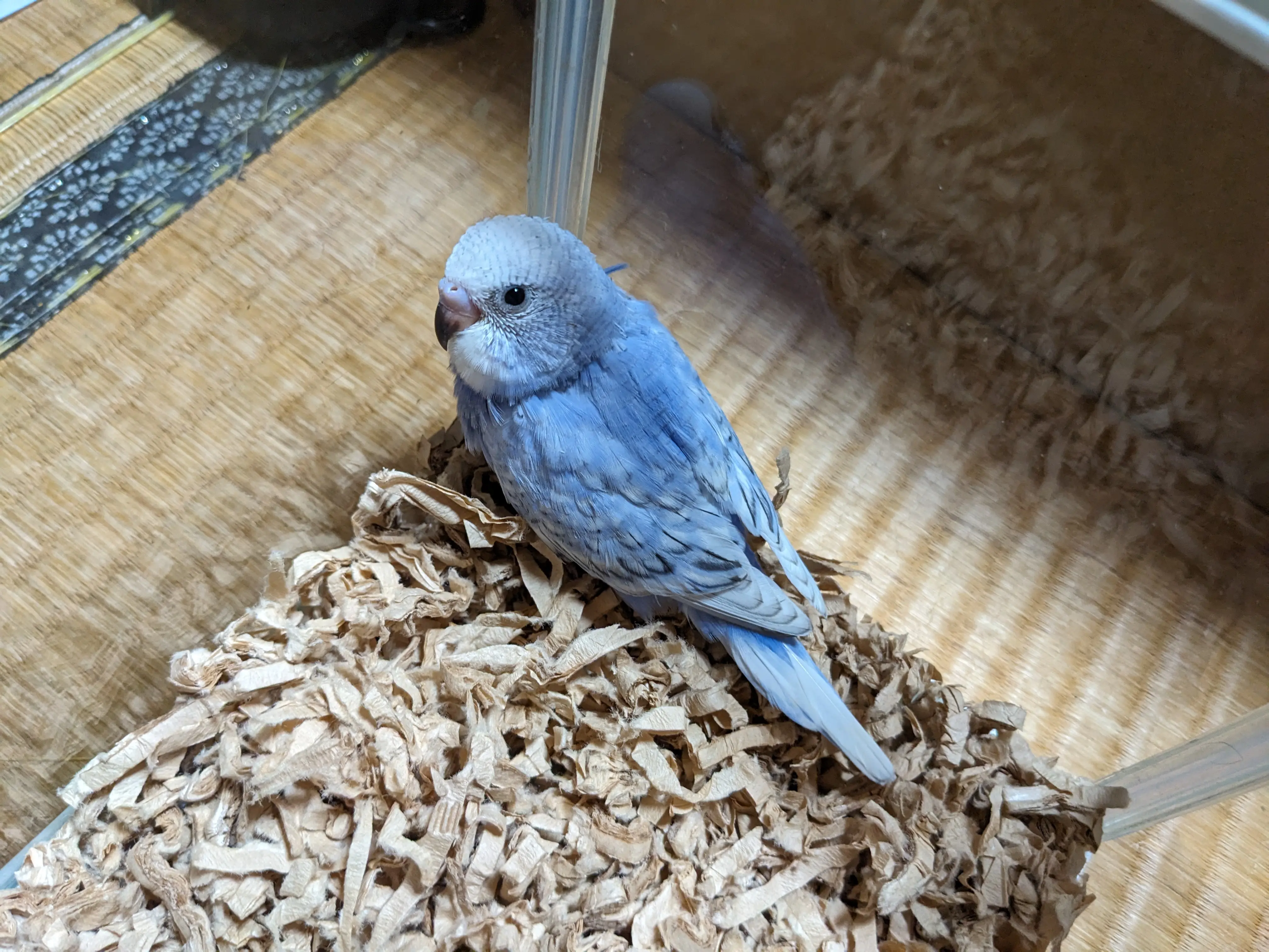 迷子ペットの写真