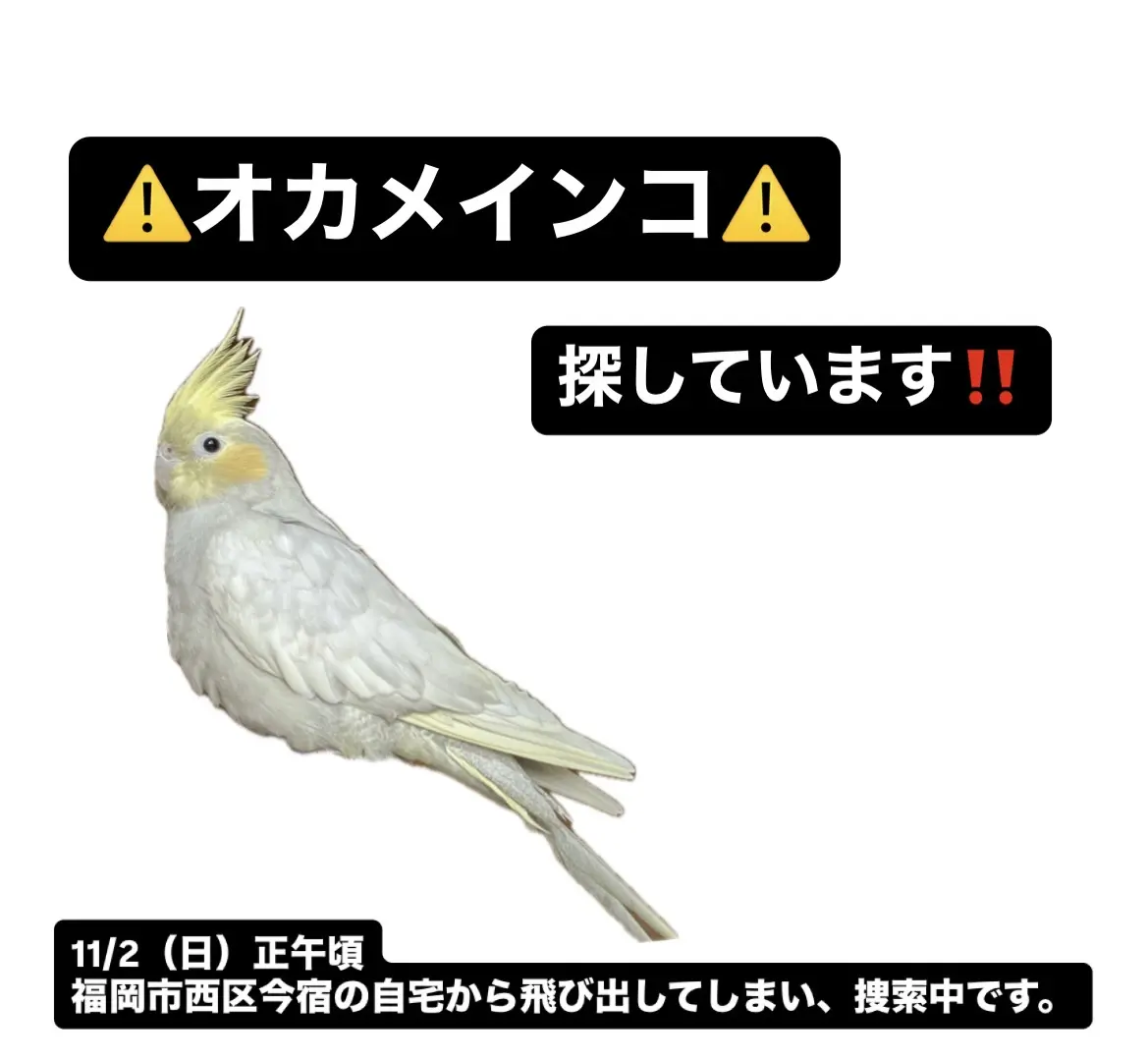 迷子ペットの写真