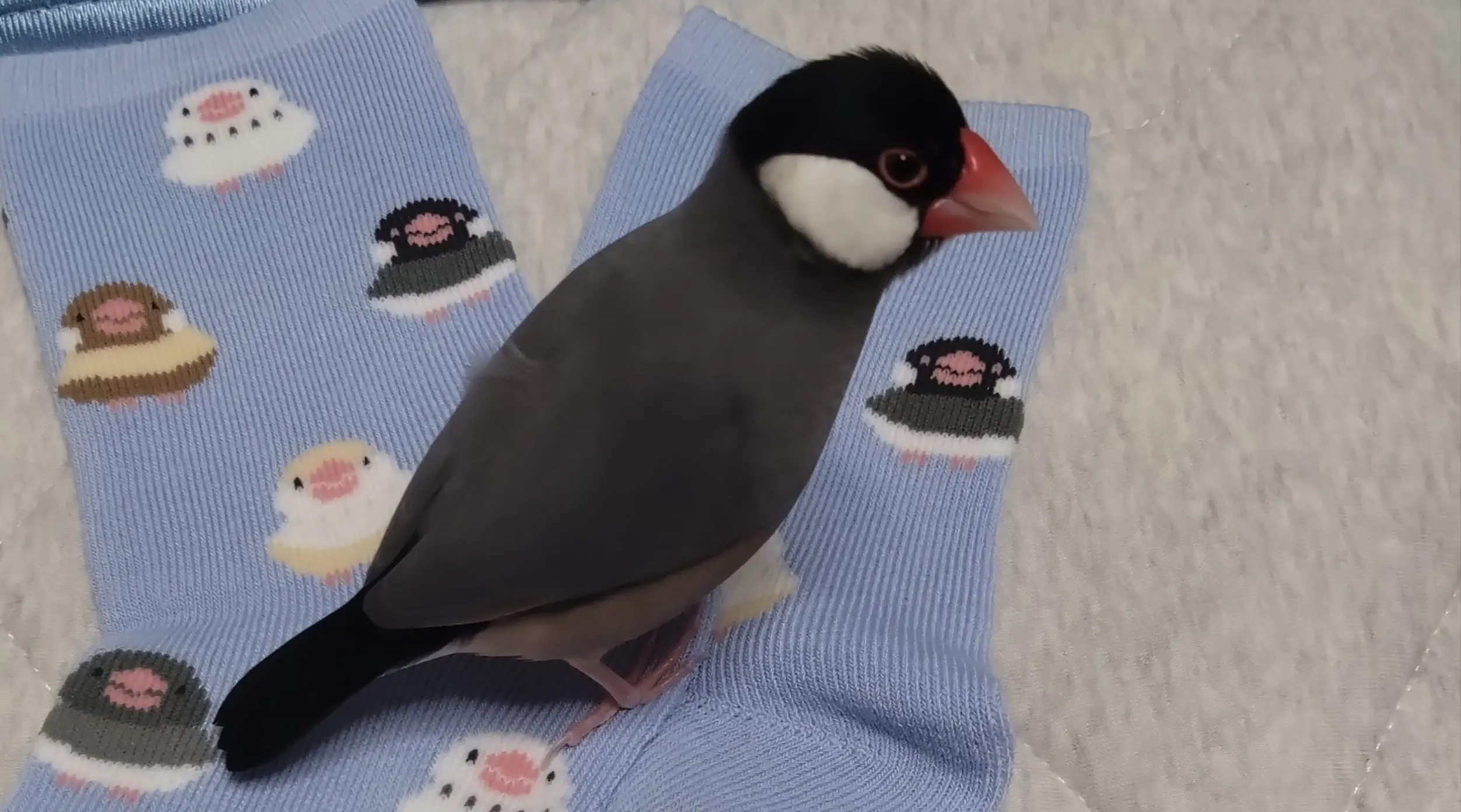 迷子ペットの写真