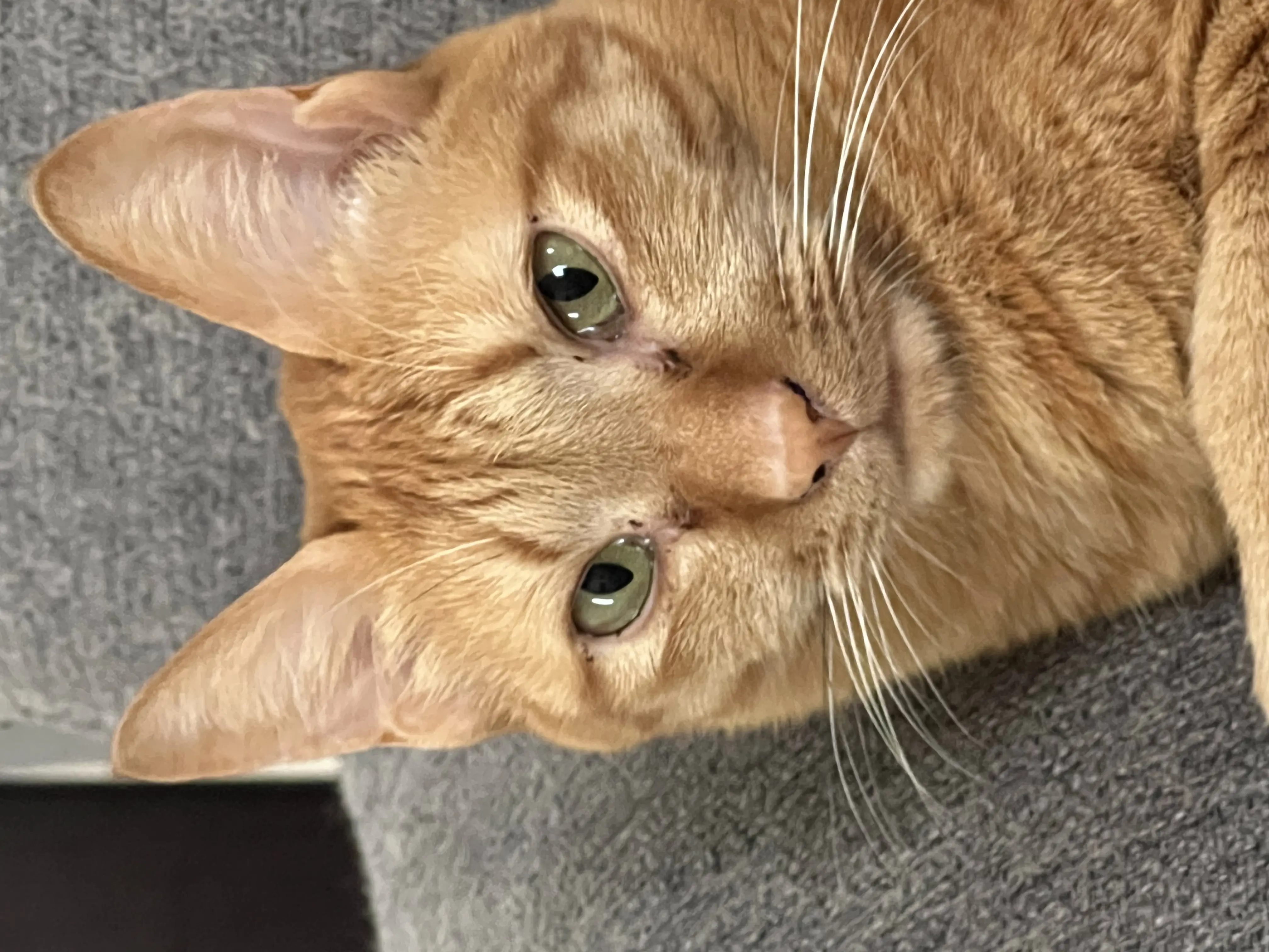 迷子ペットの写真