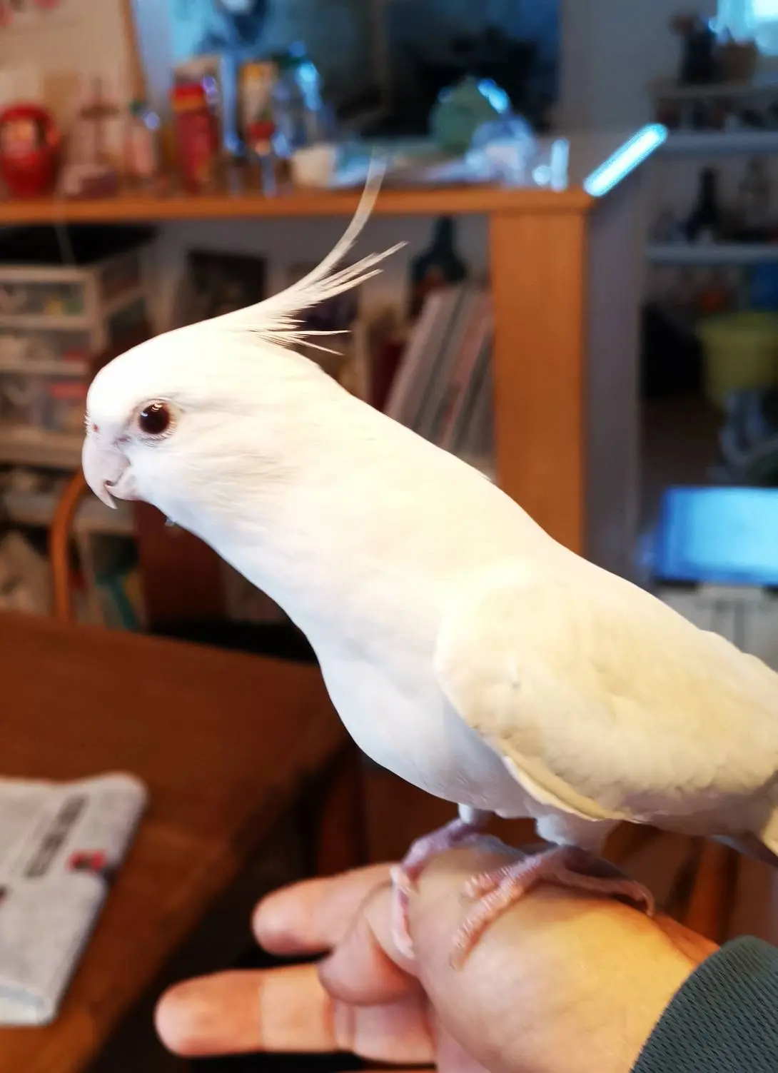 迷子ペットの写真