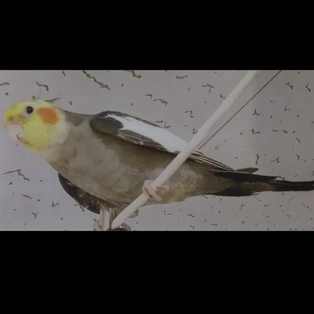 迷子ペットの写真