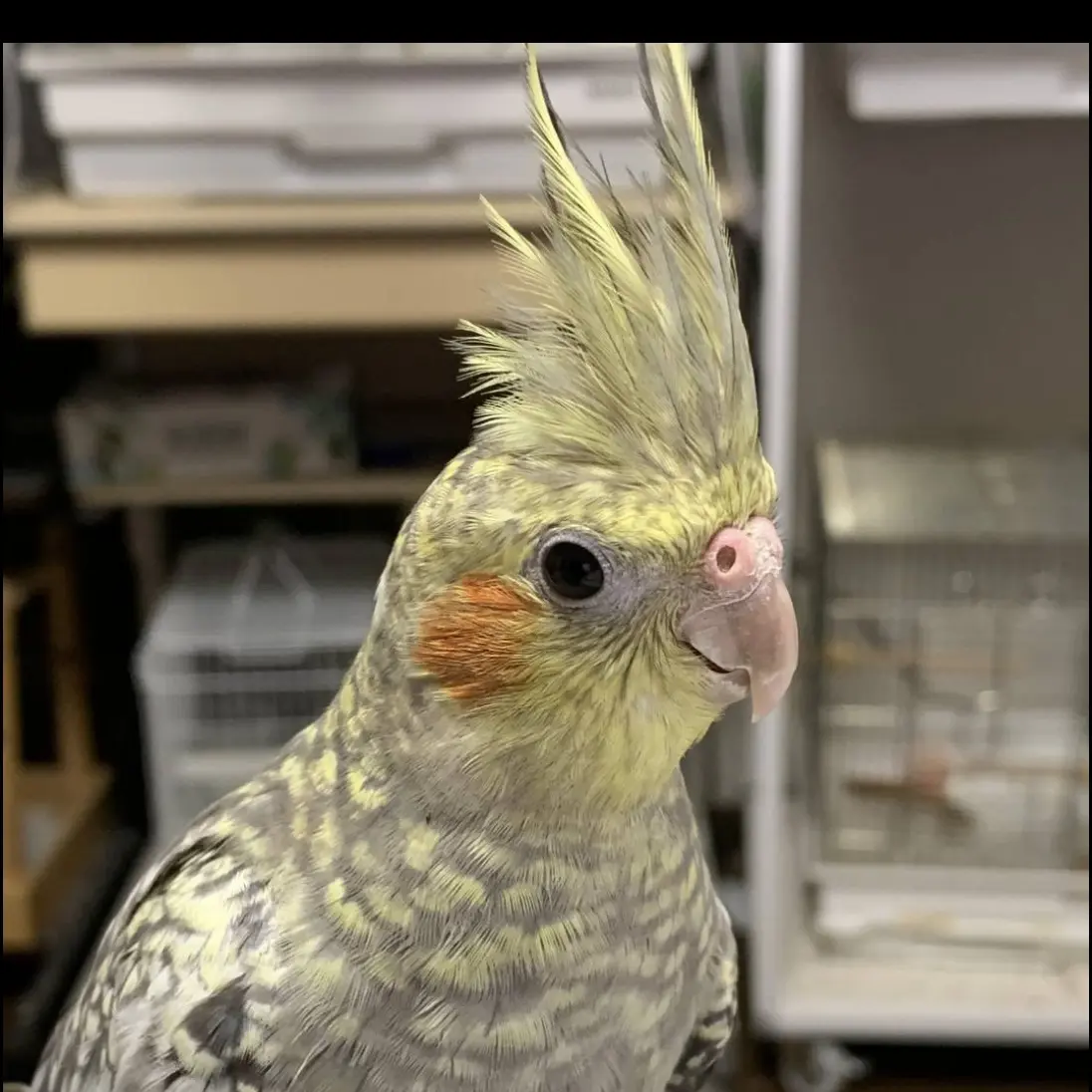 迷子ペットの写真