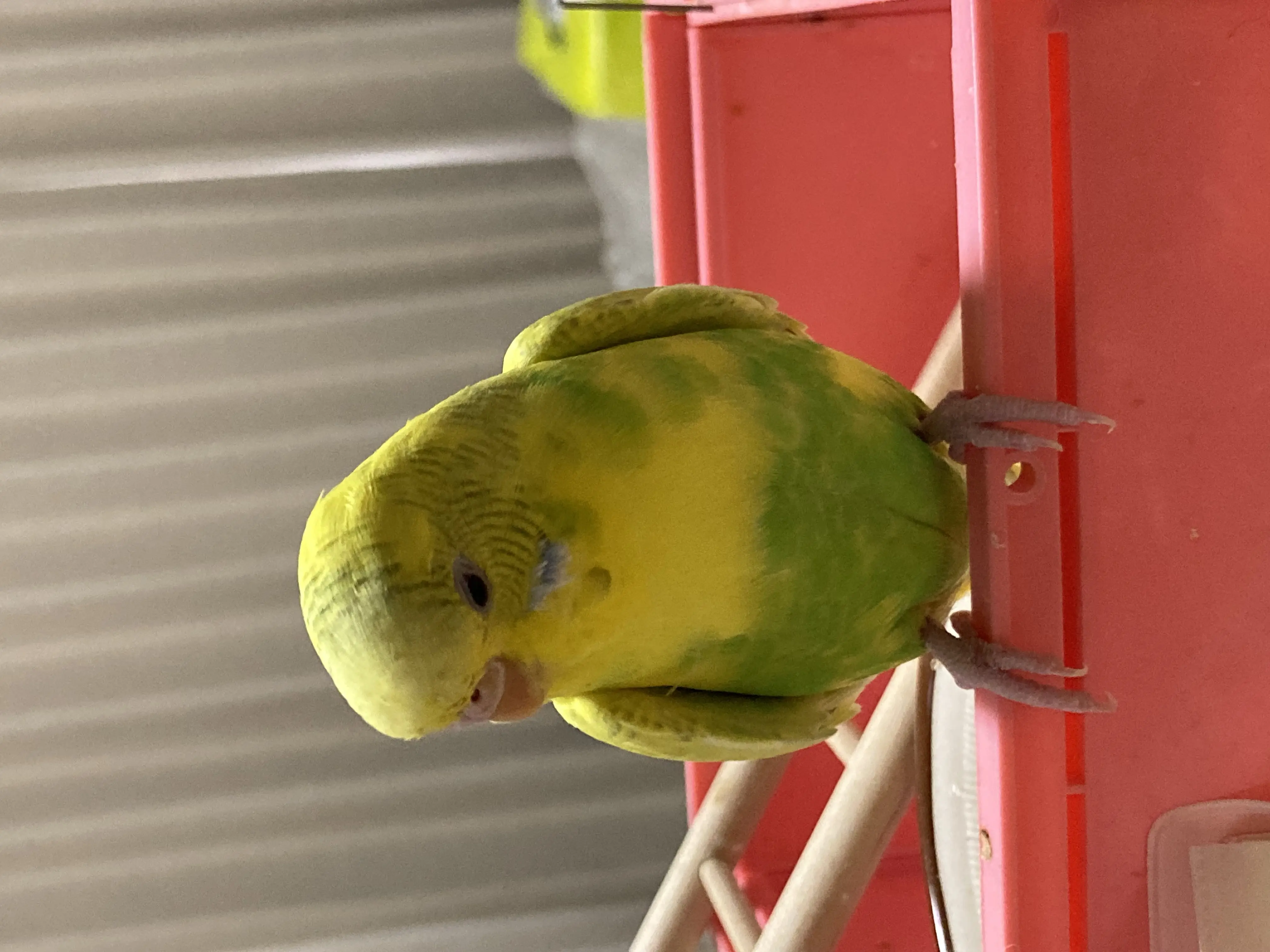 迷子ペットの写真