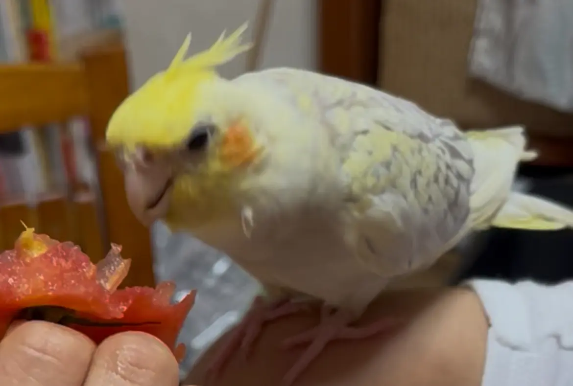 迷子ペットの写真