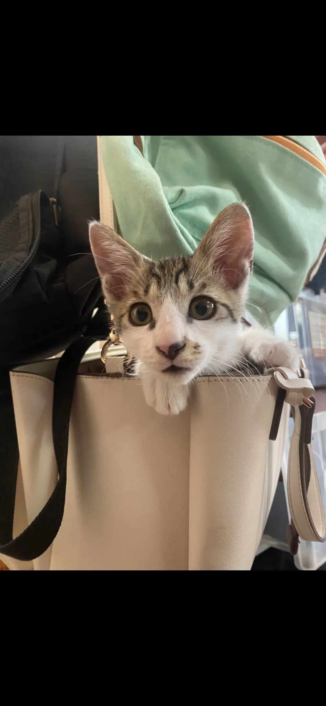 迷子ペットの写真