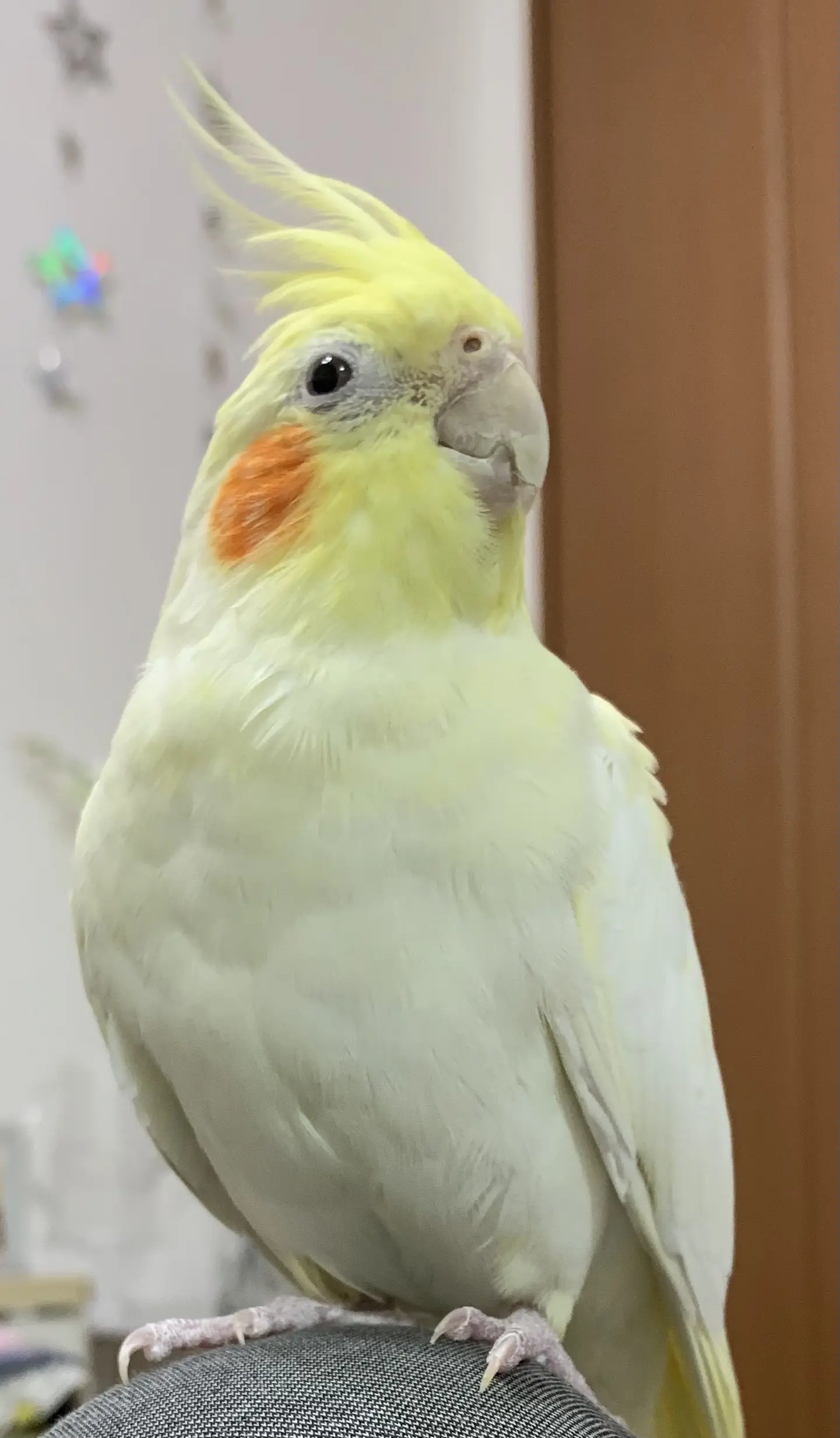 迷子ペットの写真