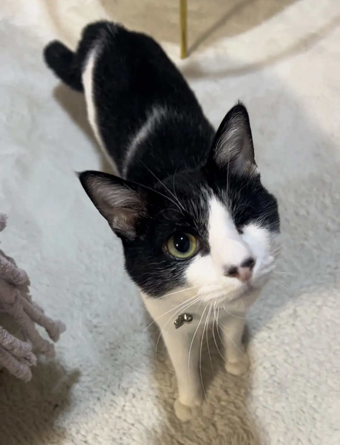 迷子ペットの写真