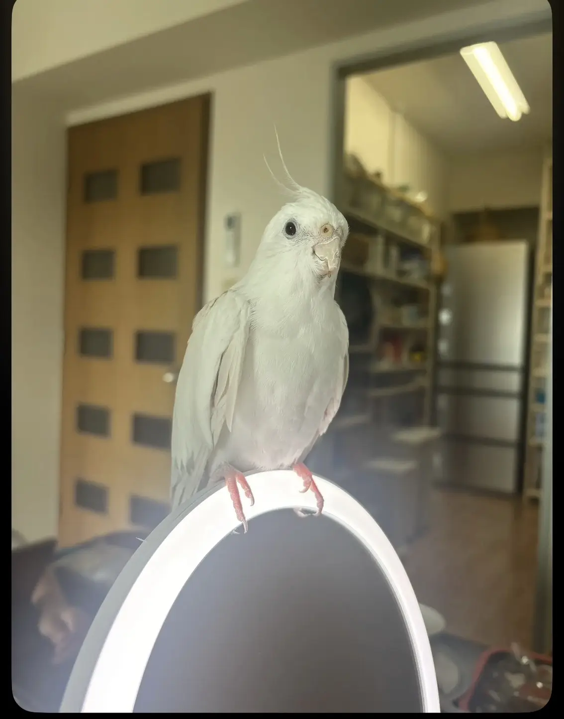 迷子ペットの写真