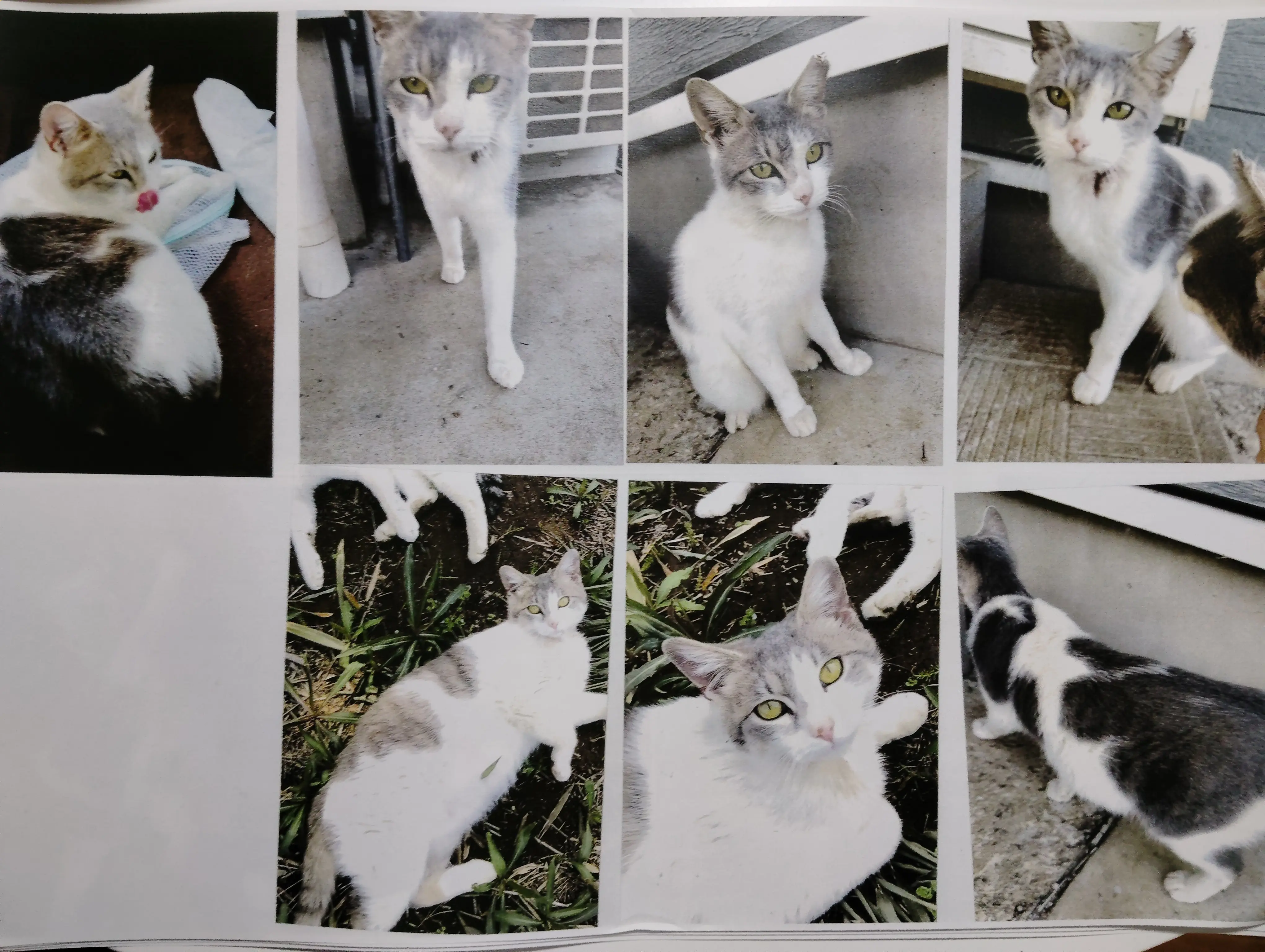 迷子ペットの写真