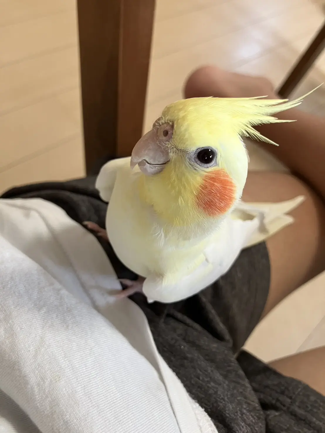 迷子ペットの写真