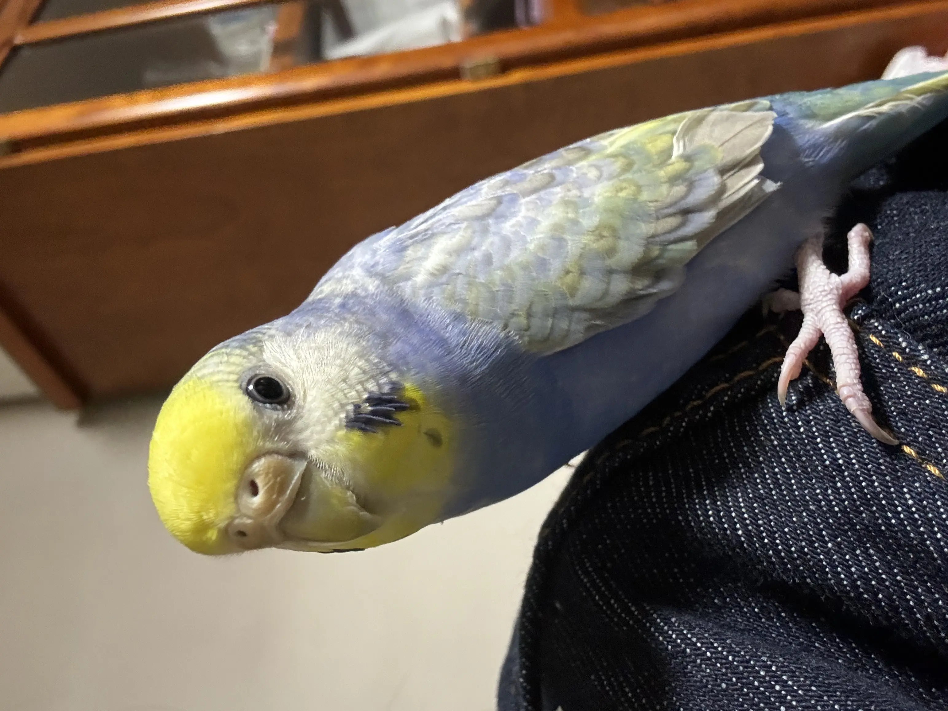 迷子ペットの写真