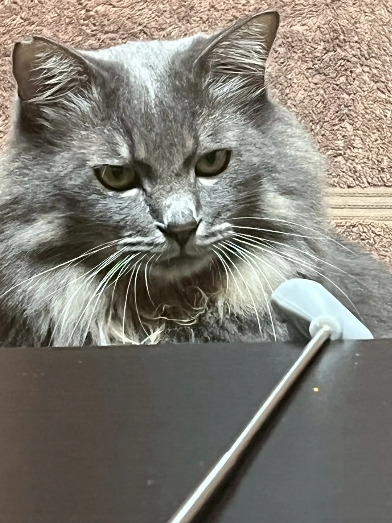 迷子ペットの写真